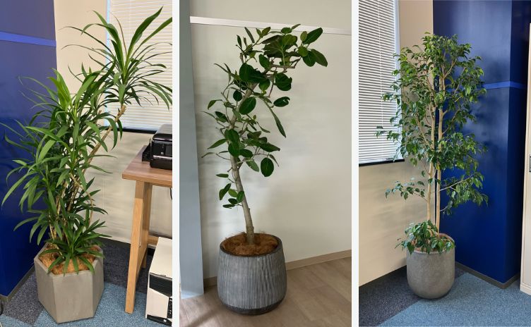 株式会社映像センター様_お祝い花matomeru_オフィスグリーン_移転祝い