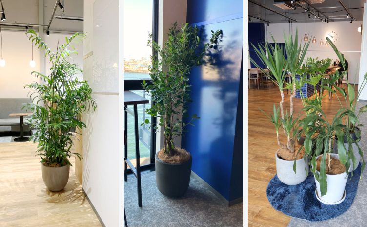 法人向けお祝い花おまとめサービスmatomeru_オフィスグリーン_移転祝い 株式会社映像センター様_お祝い花matomeru_オフィスグリーン_移転祝い